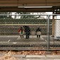 IMG_6266