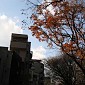 IMG_1187