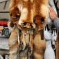 IMG_7648